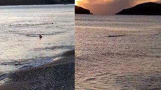 Heyecanlandıran görüntü! 3 metre mesafede köpek balıkları