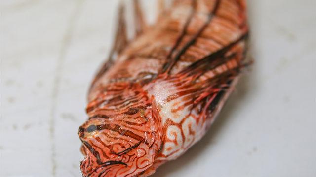 İstilacı Aslan Balığı Edremit Körfezi'ne kadar ulaştı: Tehlikeli ve zehirli