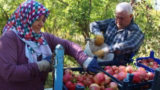 Bu narın, çiçeği de kabuğu da çöpe gitmiyor: Başka yerde bulmak zor