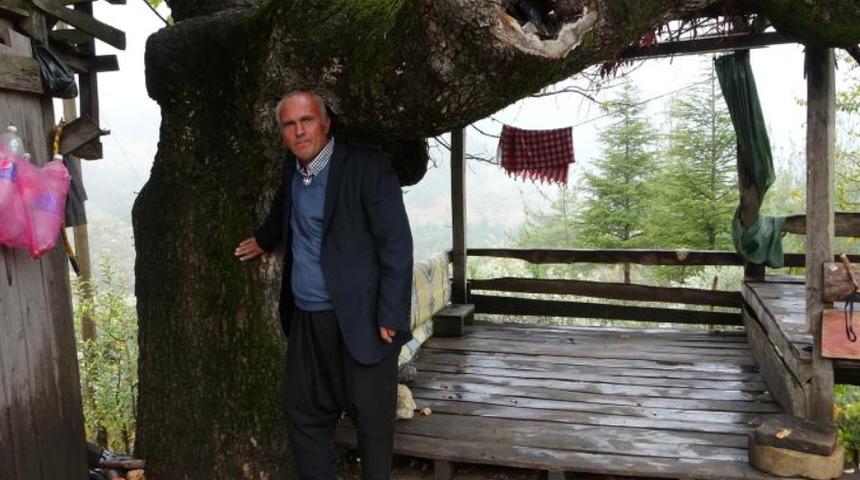 Bu ağacın gövdesi 3 metre! Gören fotoğraf çektiriyor: Gerçek yaşı hesaplansın