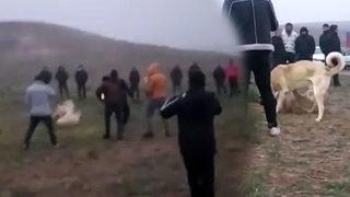 Şafak vakti 'köpek dövüşü' operasyonu! Çok sayıda kişiye gözaltı