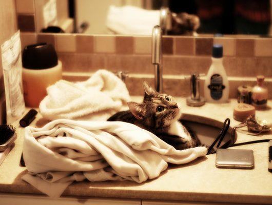 Rahat ve güvenli en iyi kedi tuvaleti tavsiyeleri