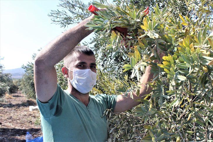 Osmaniye'de zeytin rekoltesinde artış bekleniyor G1