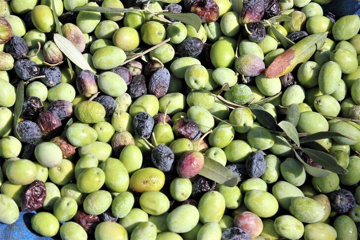 Osmaniye'de zeytin rekoltesinde artış bekleniyor G2