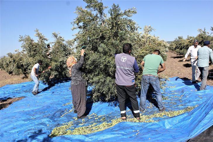Osmaniye'de zeytin rekoltesinde artış bekleniyor G3
