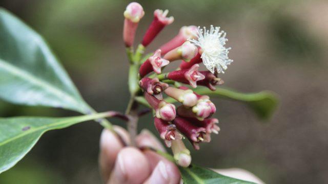 Gülden daha pahalı! Adedi 10 lirayı buldu: Artık bize de gelmiyor