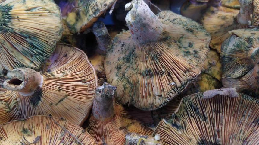 İnsanlar zehirli sanıp korkuyor, faydaları saymakla bitmiyor: Kilosu 40 liraya kadar çıkıyor