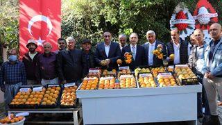 Mersin'de Trabzon hurmasının hasadı gerçekleştirildi