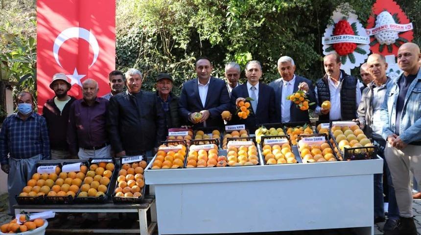 Mersin'de Trabzon hurmasının hasadı gerçekleştirildi