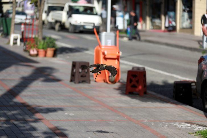 Sahiplendiği atmaca yavrusunu bir an bile yanından ayırmıyor G2