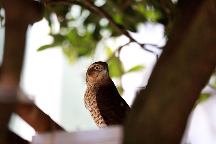 Sahiplendiği atmaca yavrusunu bir an bile yanından ayırmıyor G4