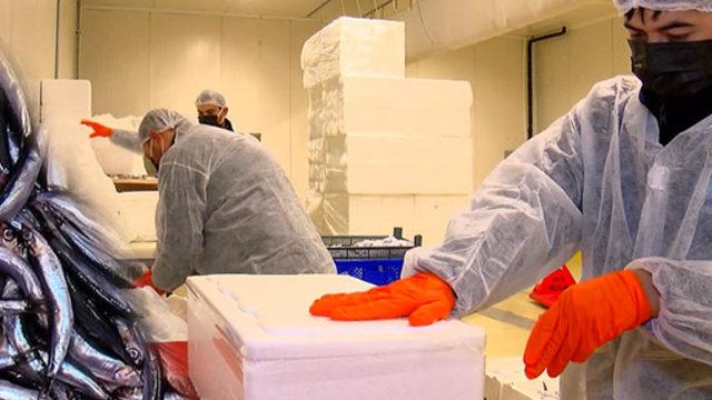 Hamsinin Türkiye'den ABD'ye 10 bin kilometre yolculuğu: İBB tarihinde ilk  