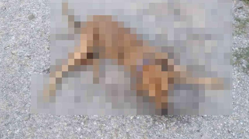 Bunun adı vicdansızlık! Zehirlenen 31 sokak hayvanı öldü