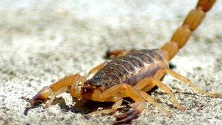 Mısır'da akrep istilası! 3 ölü, 450 yaralı