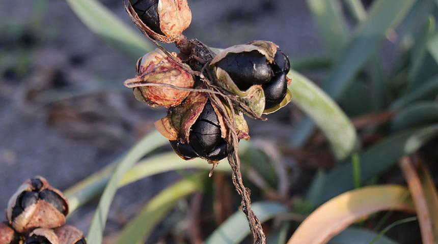 Kum zambağını koparan yandı! Cezası dudak uçuklatıyor