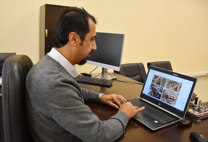 Hakkari'de 24 yeni çekirge türü kayıt altına alındı G1