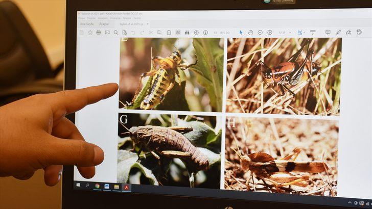 Hakkari'de 24 yeni çekirge türü kayıt altına alındı G2