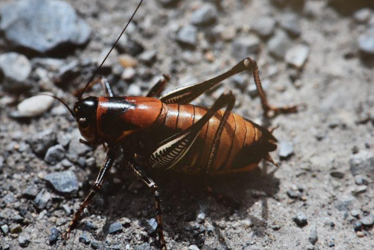Hakkari'de 24 yeni çekirge türü kayıt altına alındı G3