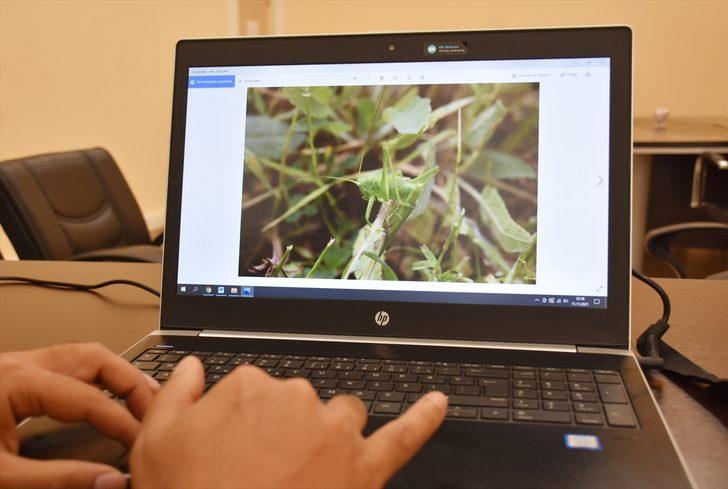 Hakkari'de 24 yeni çekirge türü kayıt altına alındı G4