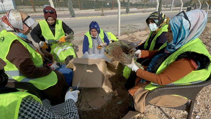Elazığ'da gençler yetiştirdiği 40 bin lavanta fidesini topraklarla buluşturdu G1