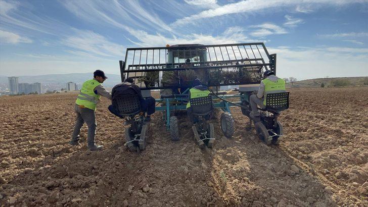 Elazığ'da gençler yetiştirdiği 40 bin lavanta fidesini topraklarla buluşturdu G2