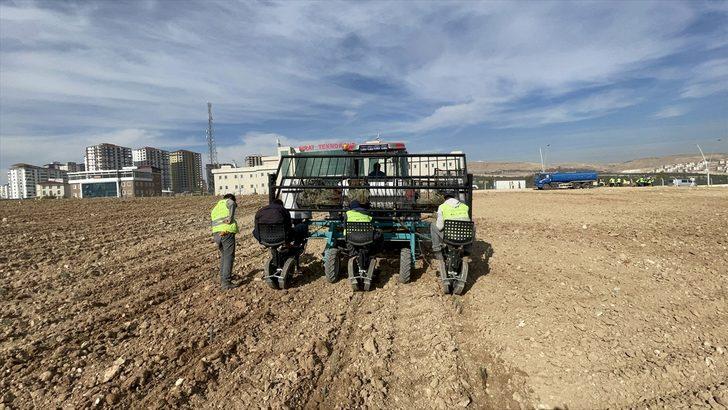 Elazığ'da gençler yetiştirdiği 40 bin lavanta fidesini topraklarla buluşturdu G3
