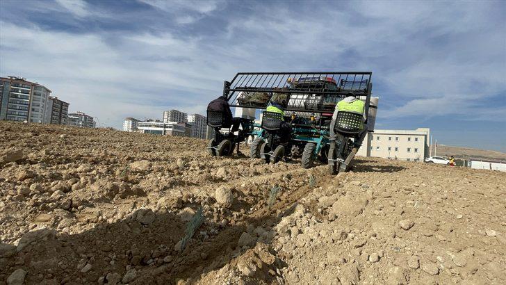 Elazığ'da gençler yetiştirdiği 40 bin lavanta fidesini topraklarla buluşturdu G4