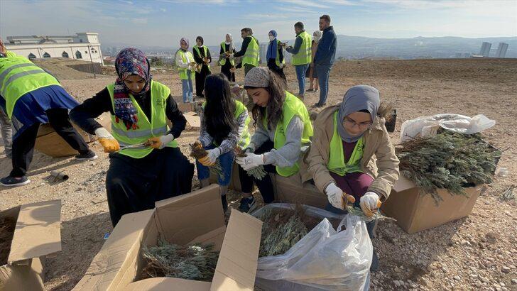 Elazığ'da gençler yetiştirdiği 40 bin lavanta fidesini topraklarla buluşturdu G5