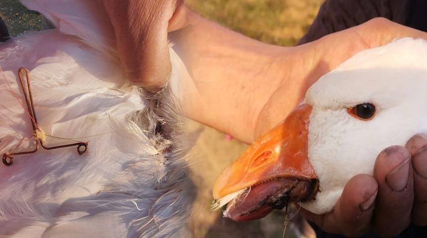 Görenlerin yüreği parçalandı! Rastgele atılan misina kazı yaraladı