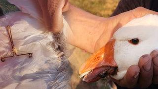 Görenlerin yüreği parçalandı! Rastgele atılan misina kazı yaraladı