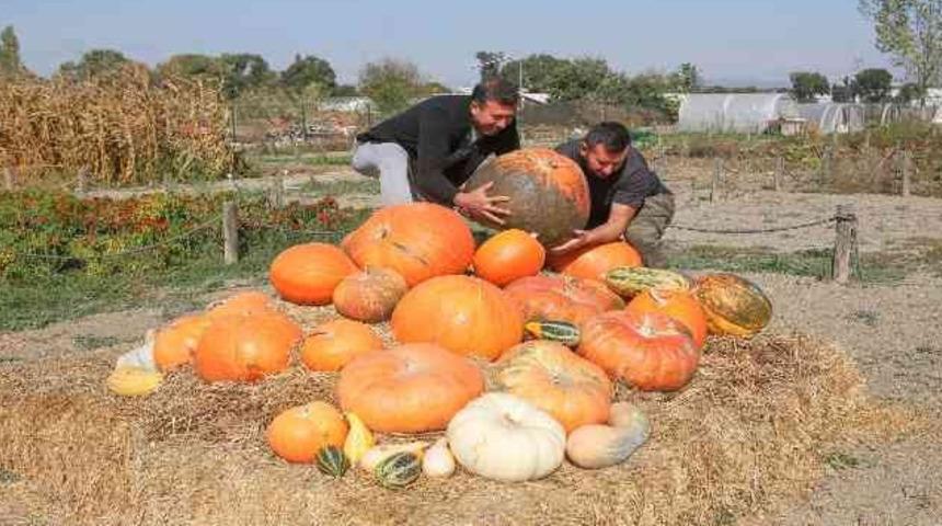 Amerikan kabağı rağbet görüyor 