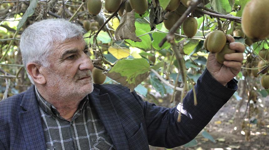 Kivi hasadı başladı! 1 sezonda 280 bin lira kazandı