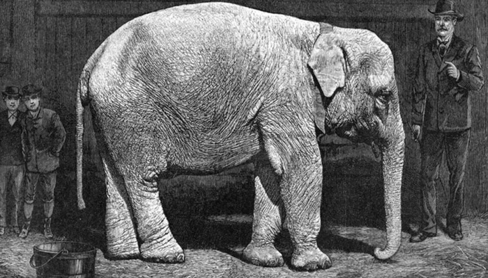 Tarihin en korkunç infazı! Bakıcısını öldürdüğü için elektrikle idam edilen bir fil: Topsy