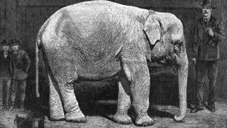 Tarihin en korkunç infazı! Bakıcısını öldürdüğü için elektrikle idam edilen bir fil: Topsy