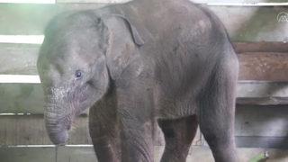 Kaçak avcılar tarafından yaralanan fil yavrusunun hortumu kesildi