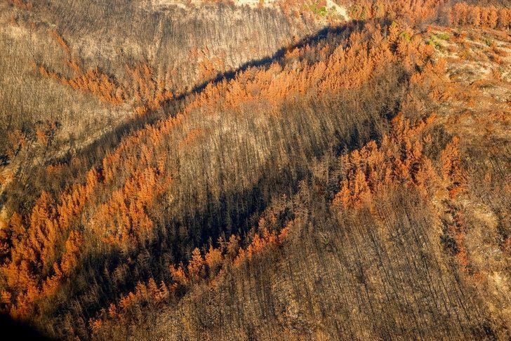 Yanan ormanlarda hüzünlü sonbahar G1