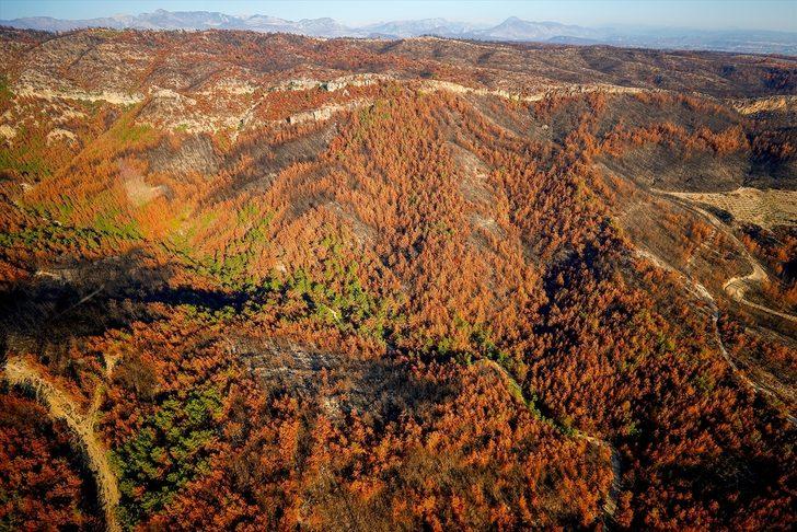 Yanan ormanlarda hüzünlü sonbahar G4
