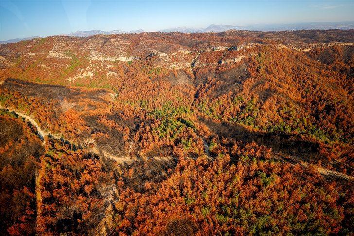 Yanan ormanlarda hüzünlü sonbahar G5