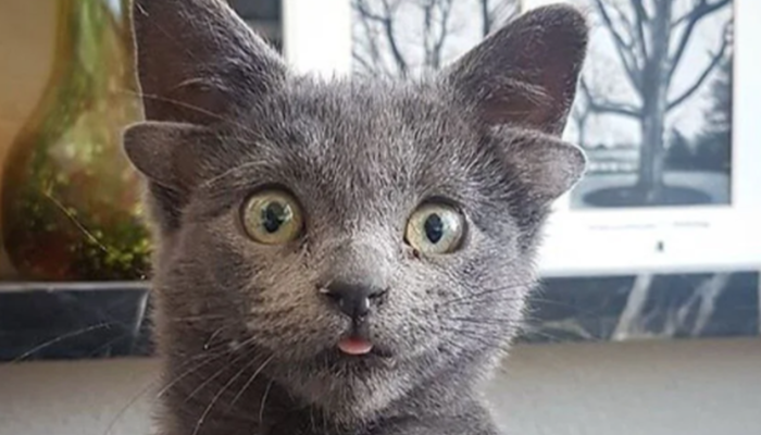 Dört kulaklı doğan yavru kedi Midas sosyal medyada kısa sürede popüler oldu! Binlerce takipçiye ulaştı