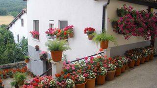 Evini çiçek bahçesine çevirmek isteyenler için ipuçları