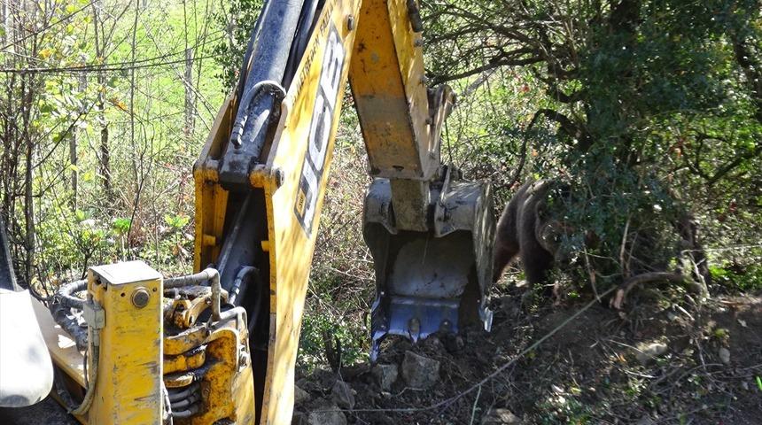 Bartın'da domuz kapanına yakalanan bozayı ekiplerce kurtarıldı