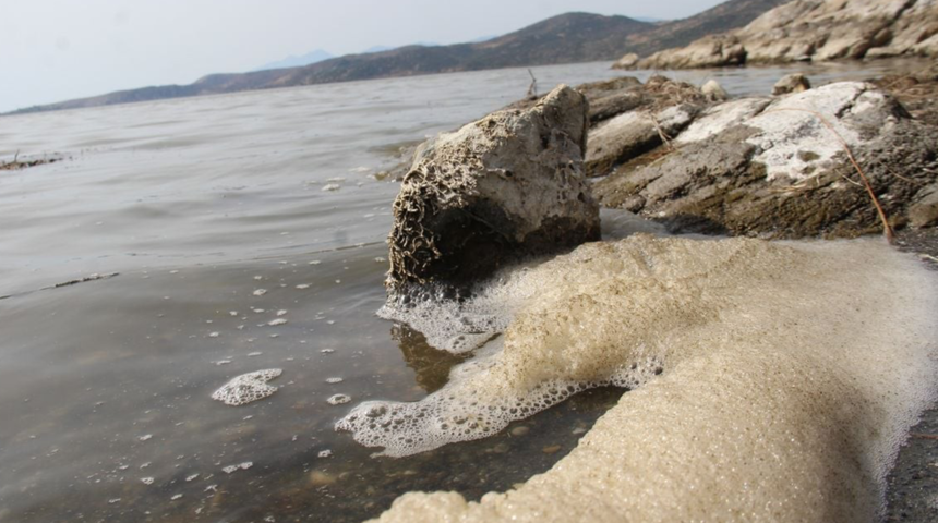 Bafa Gölü’nde korkutan manzara! Sular çekilince istilacılar ortaya çıktı