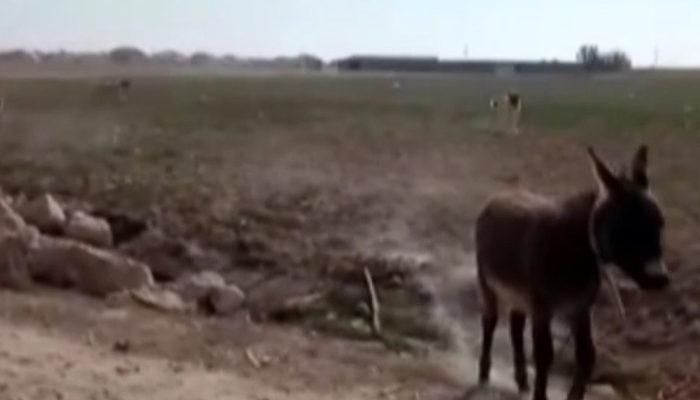 Onlarcası birden saldırdı! Eşek, köpeklerden böyle kaçmaya çalıştı