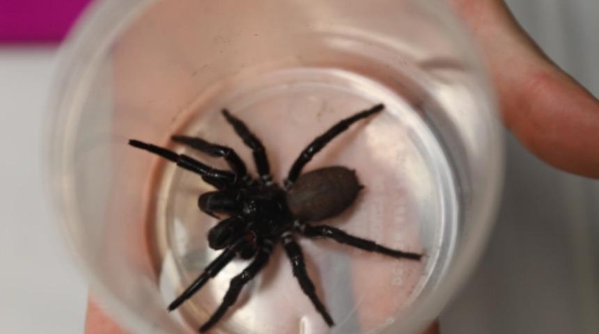 Isırığıyla insan tırnağını delebilen örümcek bulundu! Yetkililer bile şaşkın: Bu kadar büyüğünü görmemiştik