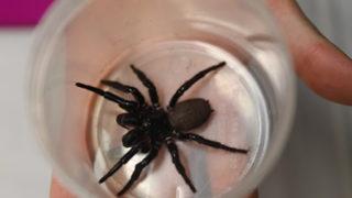 Isırığıyla insan tırnağını delebilen örümcek bulundu! Yetkililer bile şaşkın: Bu kadar büyüğünü görmemiştik