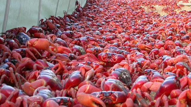 Her yer kızıla büründü! Görenleri hayrete düşüren yengeç göçü