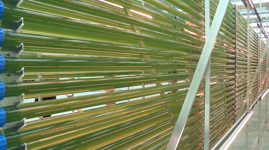 Yosundan jet yakıtı üretildi! 2022'de ilk kez uçaklarda kullanılacak