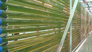 Yosundan jet yakıtı üretildi! 2022'de ilk kez uçaklarda kullanılacak