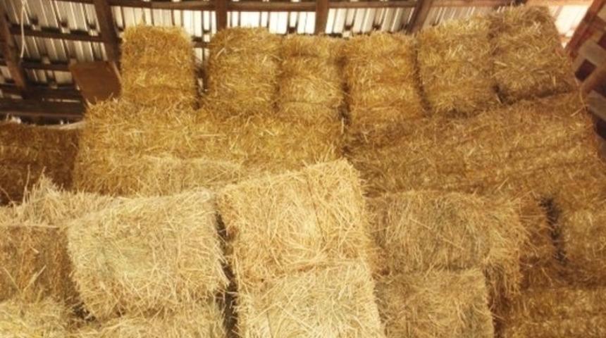 17 yaşındaki &ccedil;oban: Ahırda tecav&uuml;ze kalkıştı, &ouml;ld&uuml;rd&uuml;m