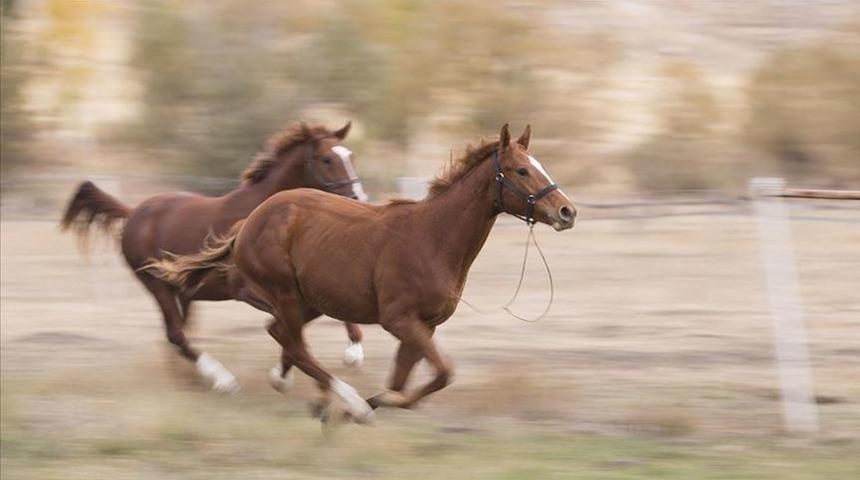 İngiltere'de atlar obeziteden &ouml;l&uuml;yor  